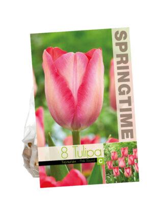 Tulipa Pink Sound