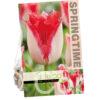 Tulipa Sweet Paradise
