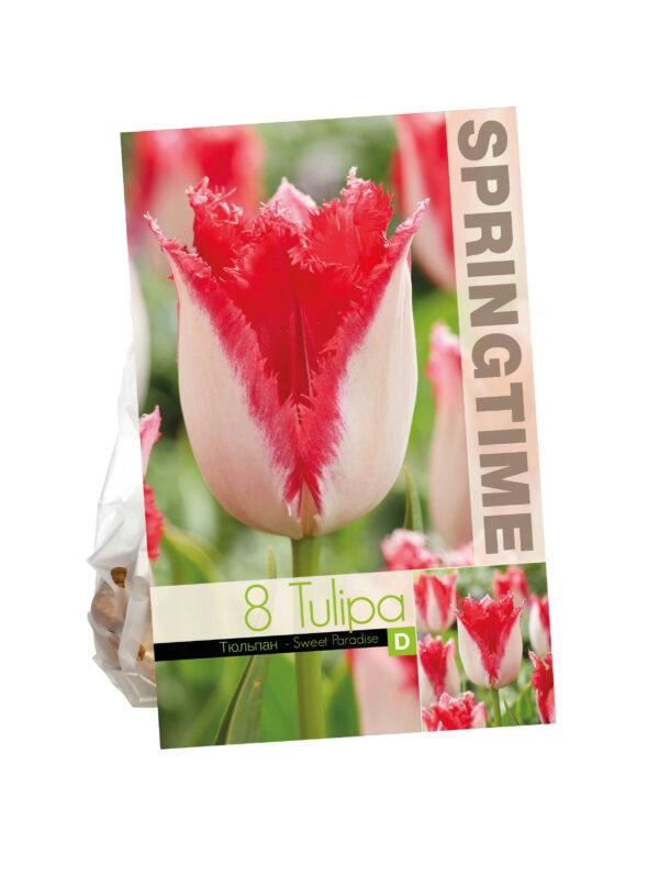 Tulipa Sweet Paradise