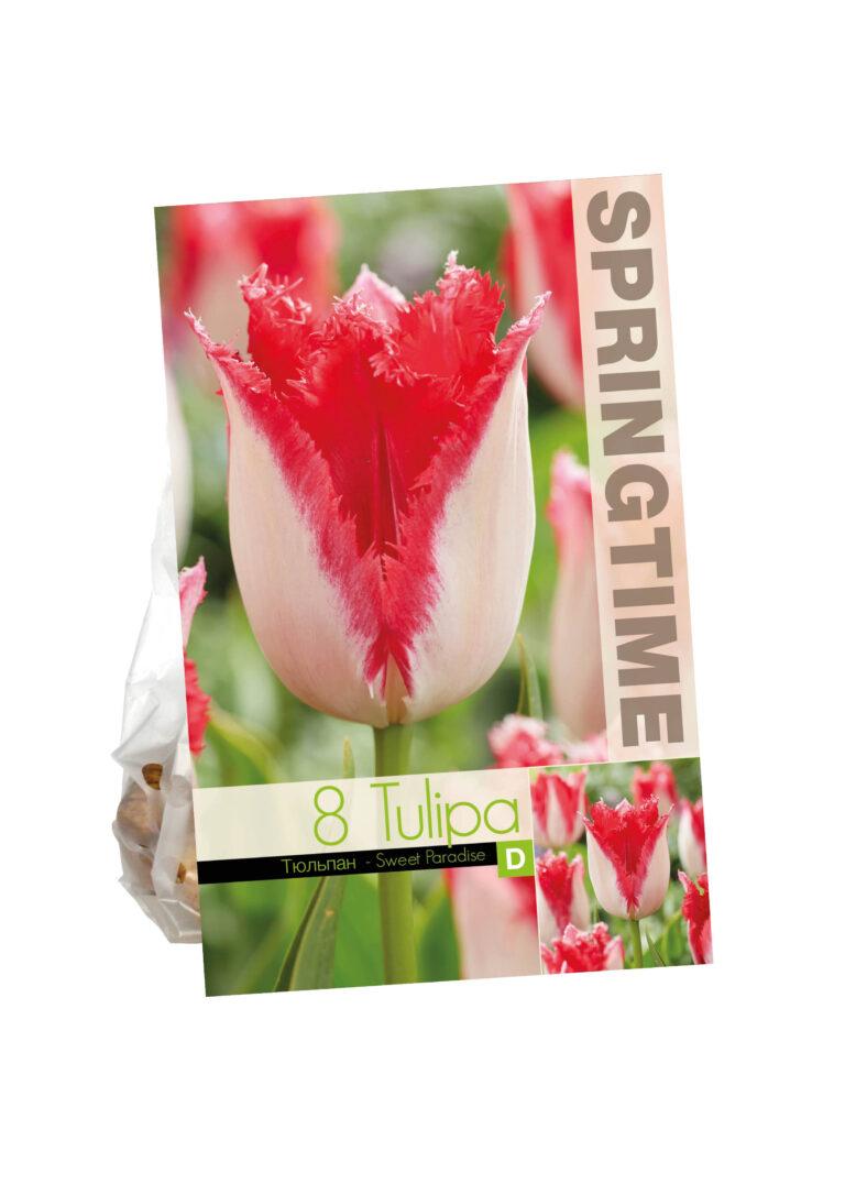 Tulipa Sweet Paradise