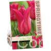 Tulipa Queen Rania