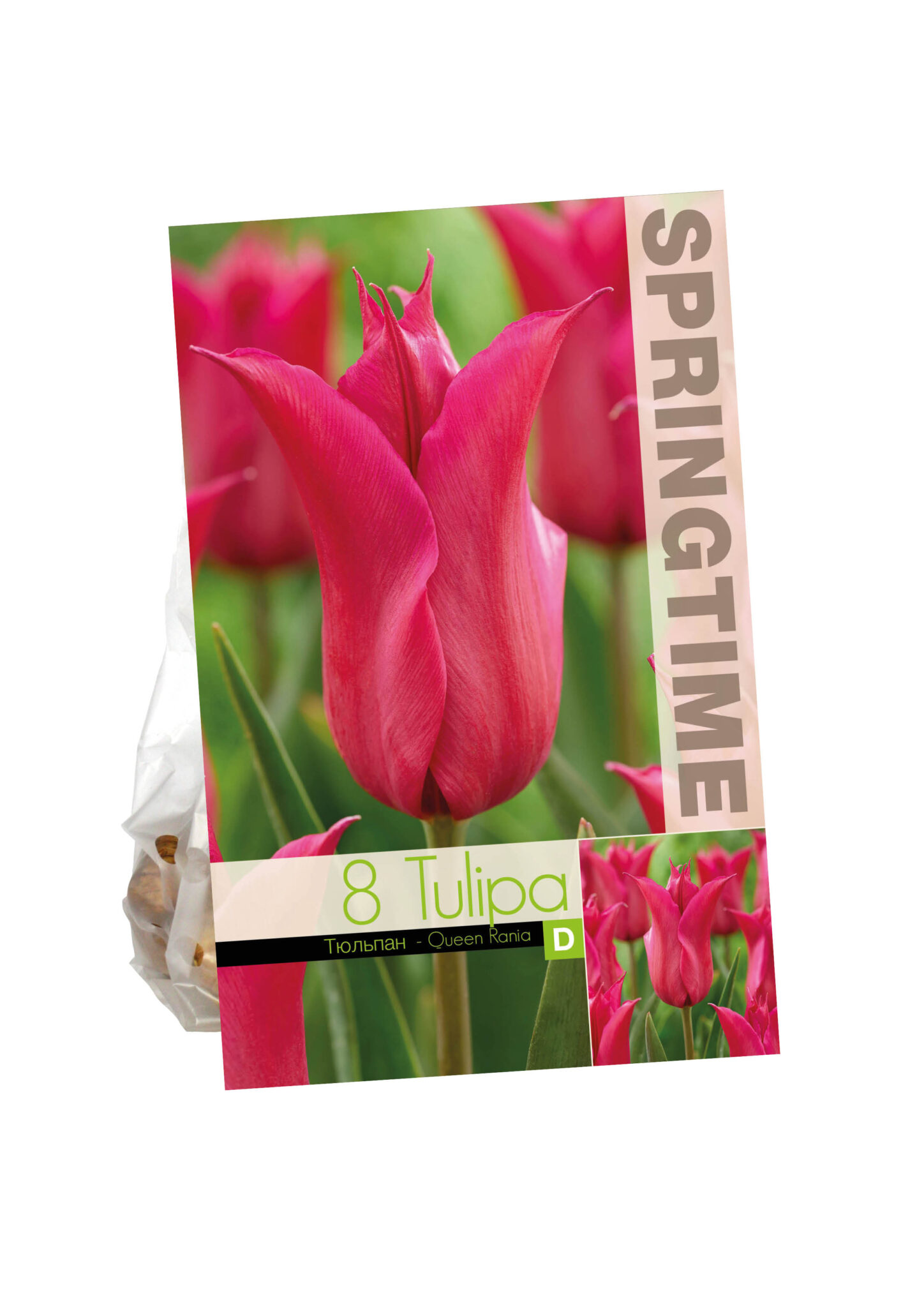 Tulipa Queen Rania