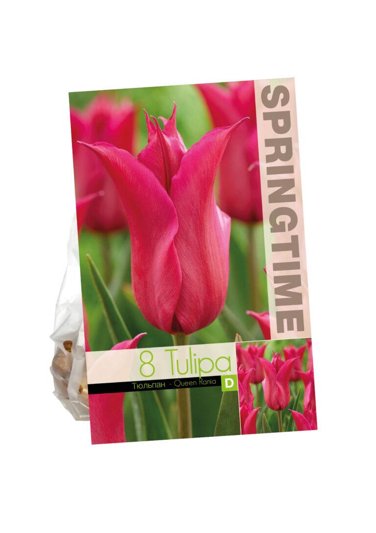 Tulipa Queen Rania