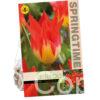 Tulipa Flames Mystery