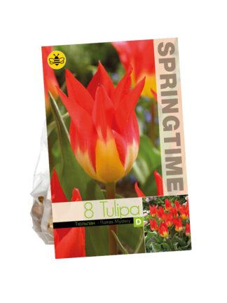 Tulipa Flames Mystery