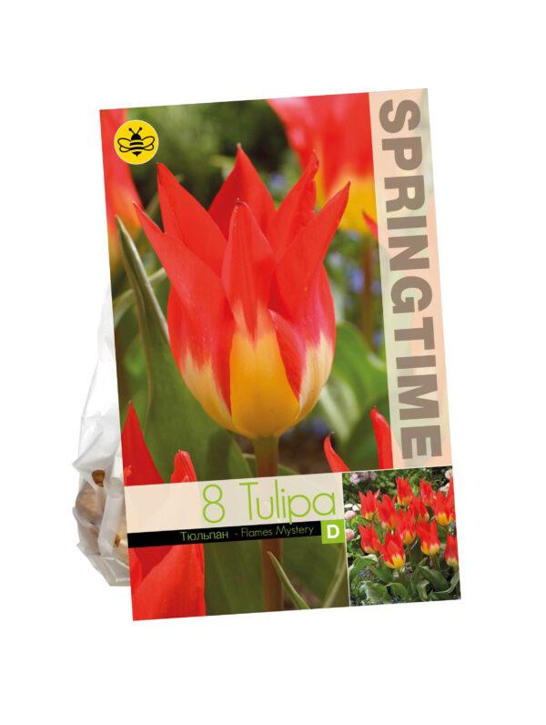 Tulipa Flames Mystery