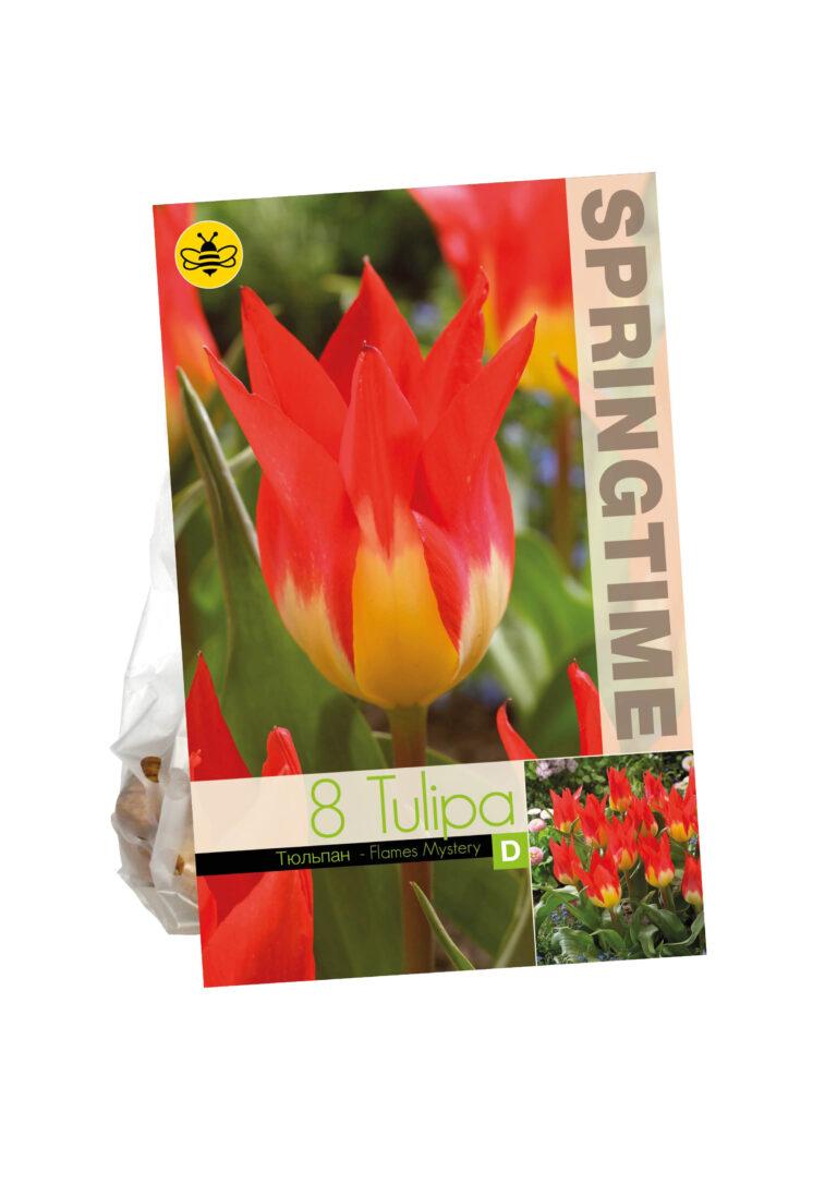 Tulipa Flames Mystery