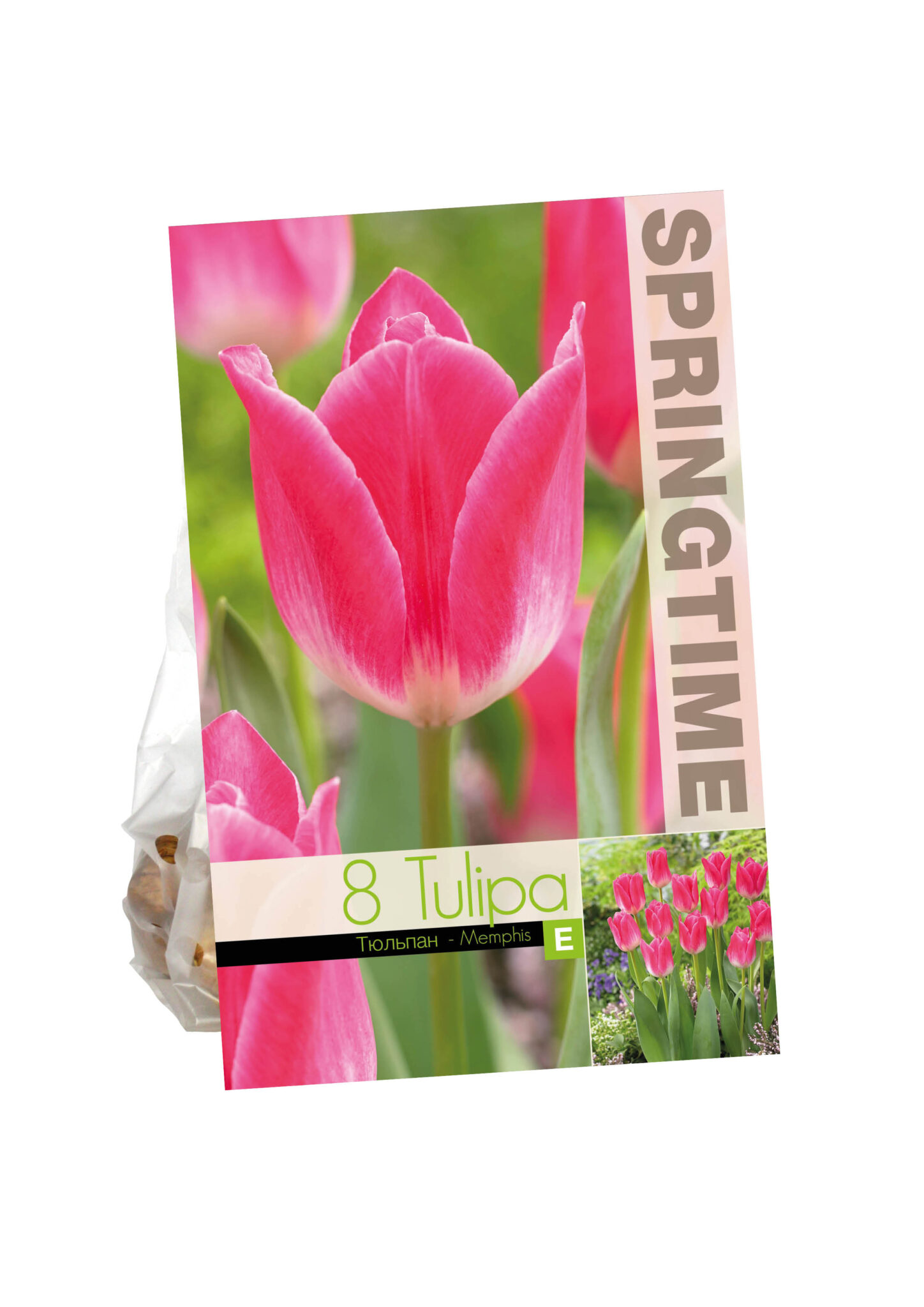 Tulipa Memphis