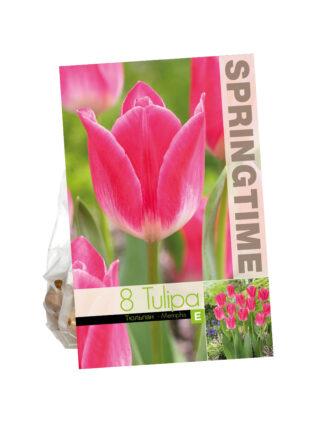 Tulipa Memphis