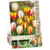 Tulipa Rembrandt Mixed