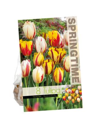 Tulipa Rembrandt Mixed