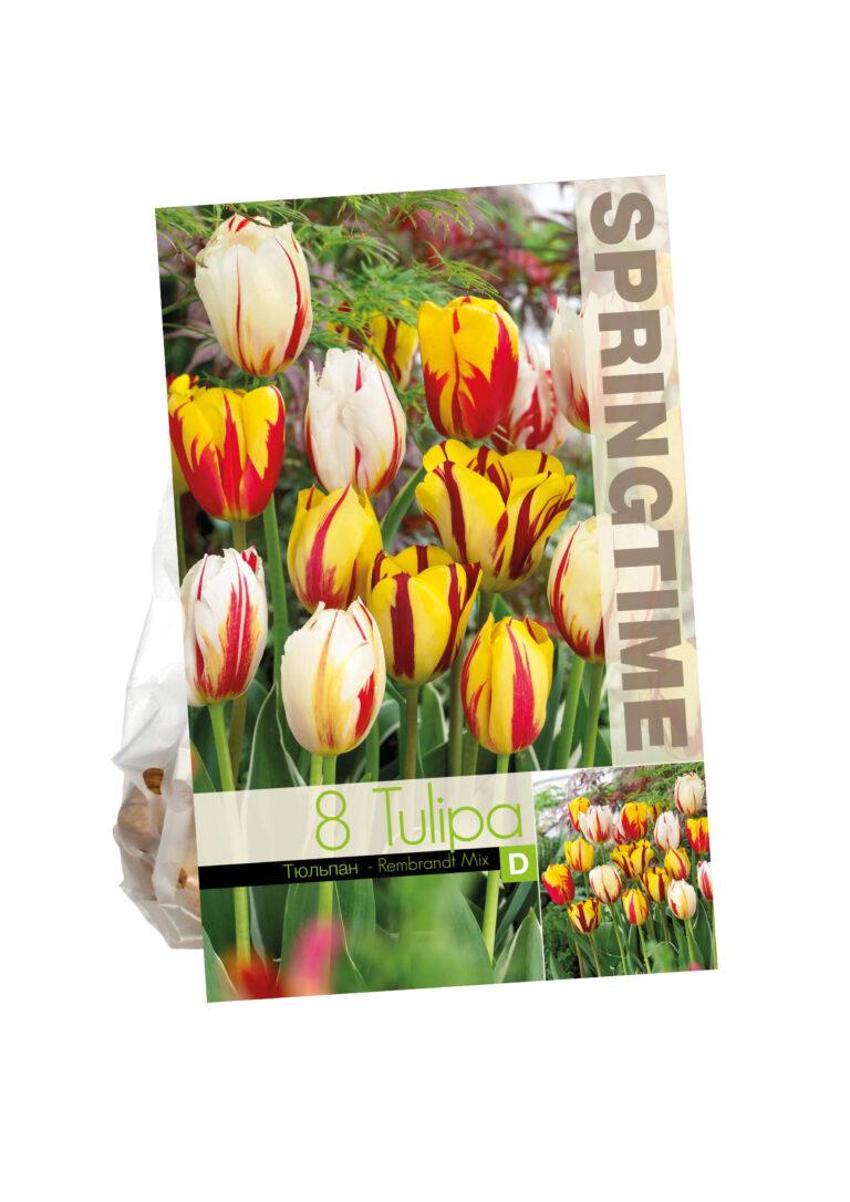 Tulipa Rembrandt Mixed