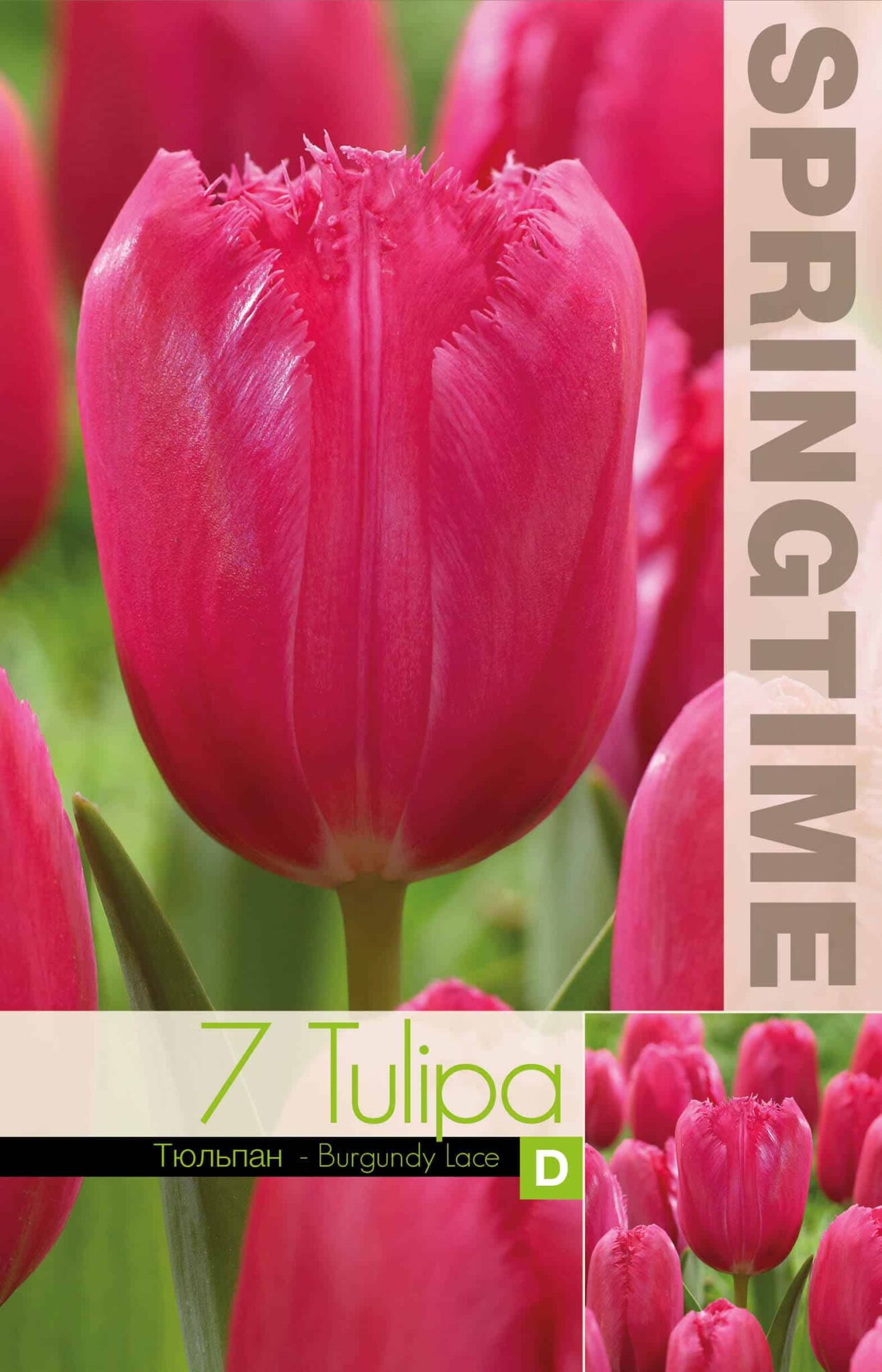 Tulipa Burgundy Lace - RB