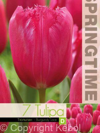 Tulipa Burgundy Lace / RB