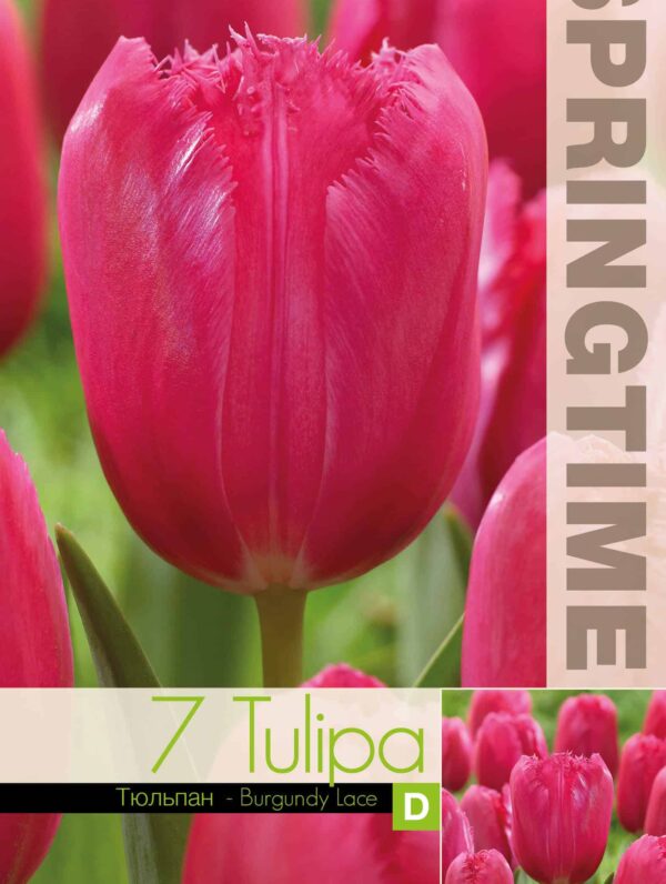 Tulipa Burgundy Lace - RB