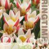 Tulipa Floresta - RB