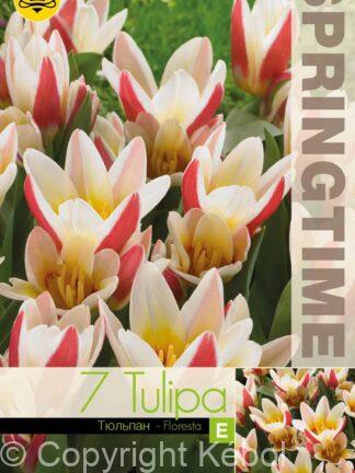 Tulipa Floresta / RB