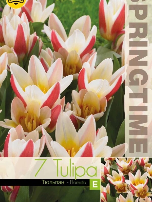 Tulipa Floresta - RB