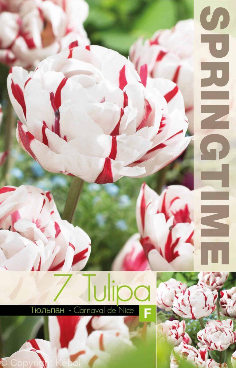 Tulipa Carnaval de Nice