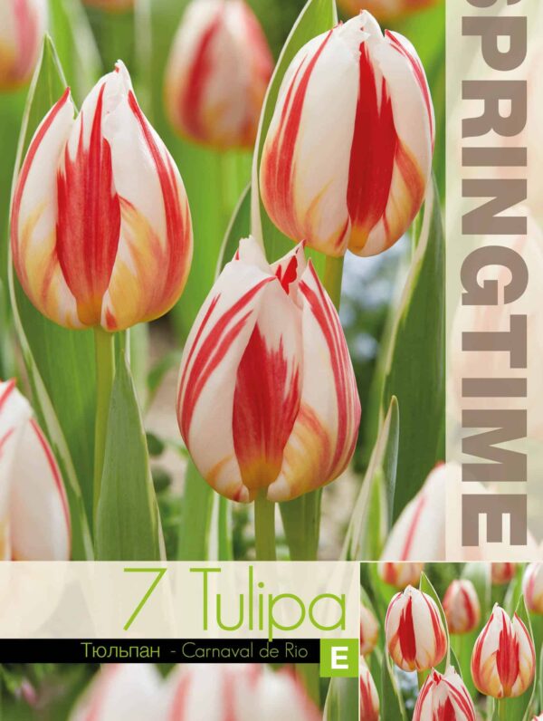 Tulipa Carnaval de Rio