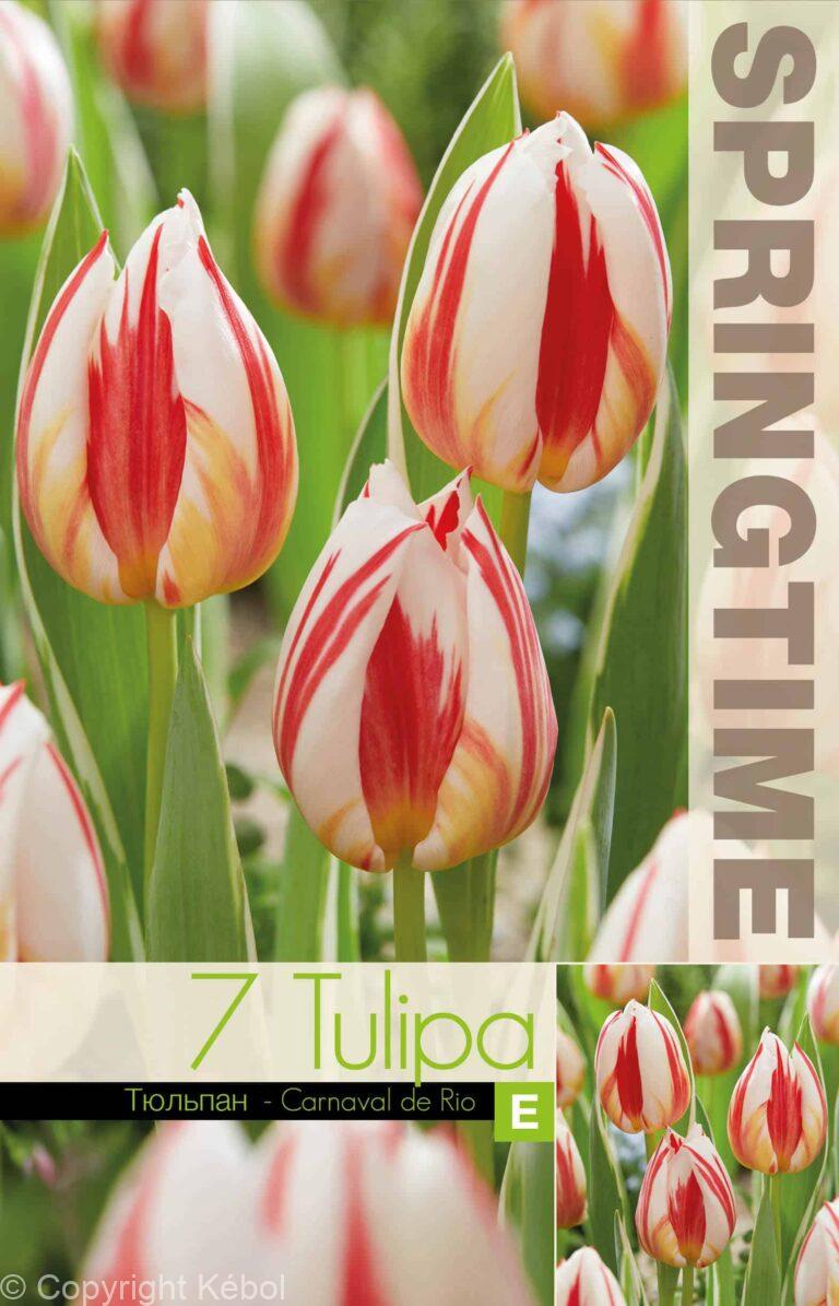Tulipa Carnaval de Rio