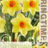 Narcissus Pipe Major