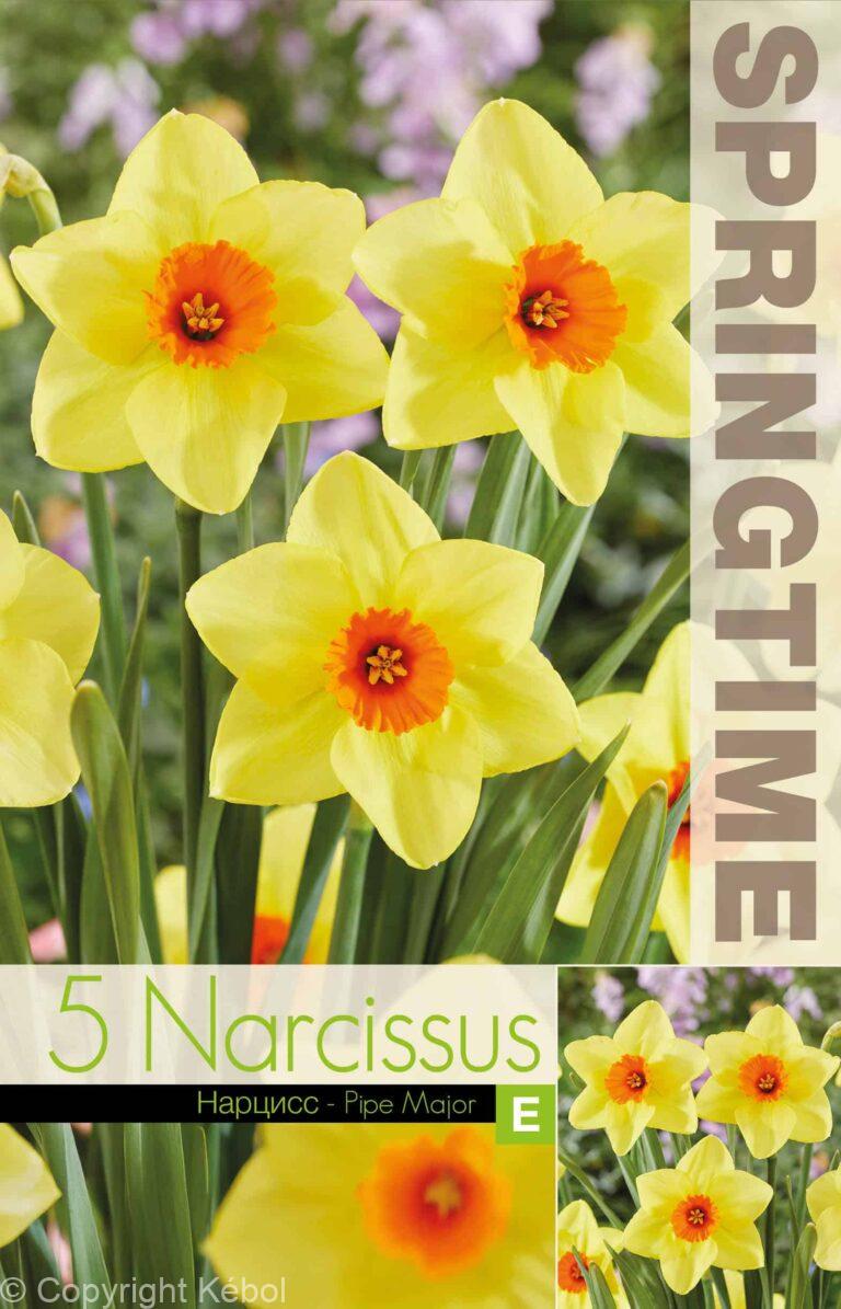 Narcissus Pipe Major