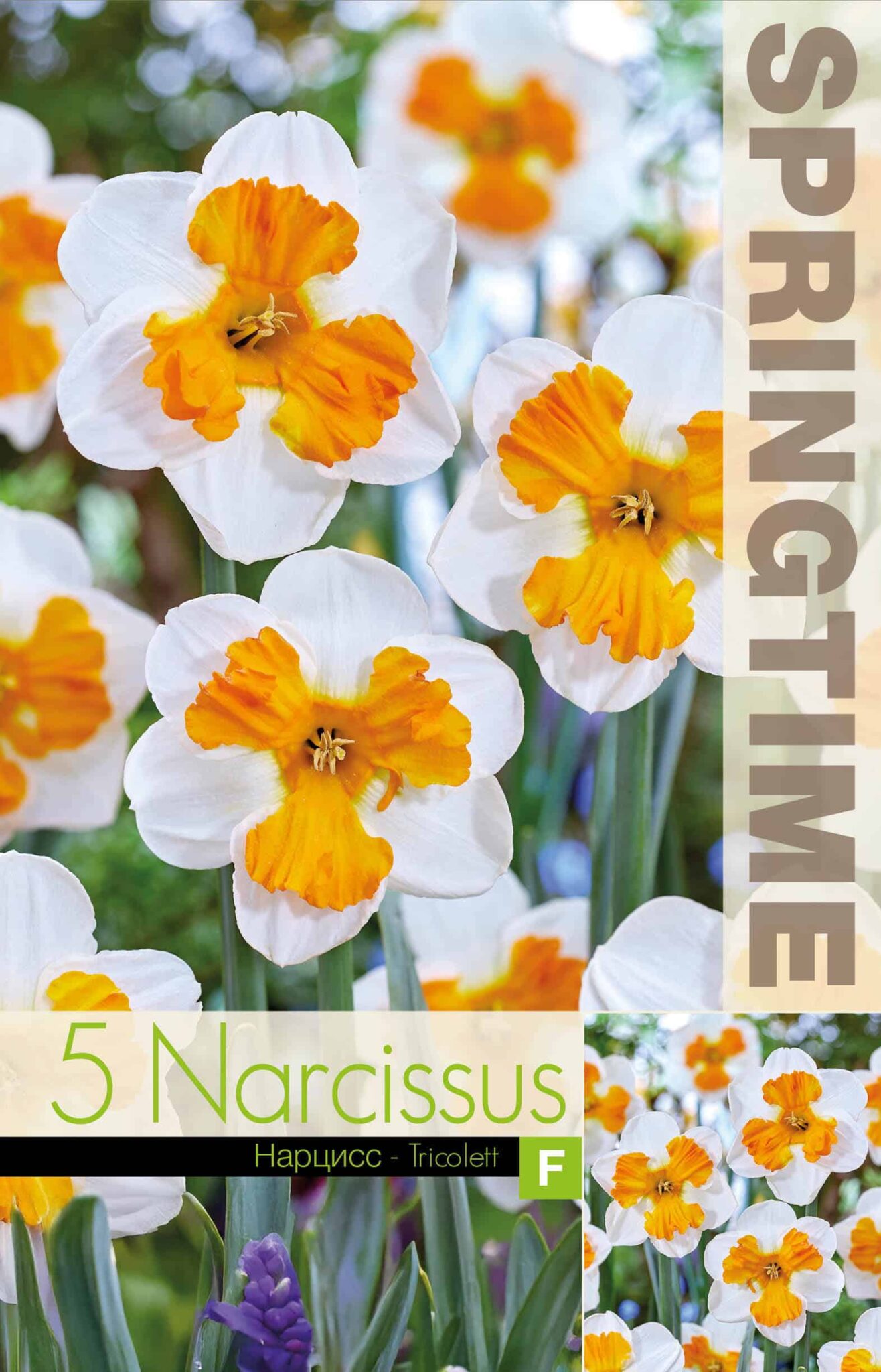 Narcissus Tricolett - RB