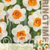 Narcissus Bella Vista - RB