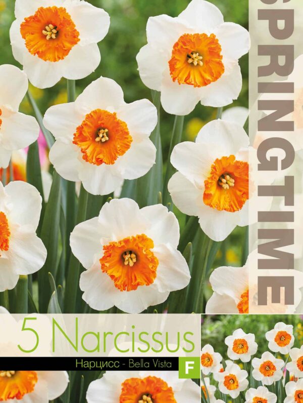 Narcissus Bella Vista - RB