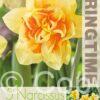 Narcissus Texas