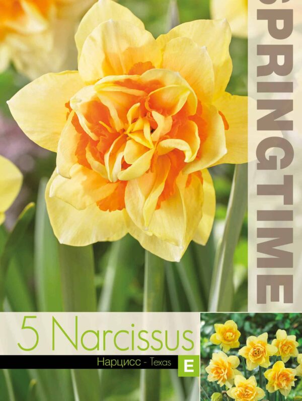 Narcissus Texas