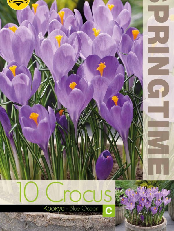 Crocus Blue Ocean