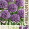 Allium Gladiator - RB