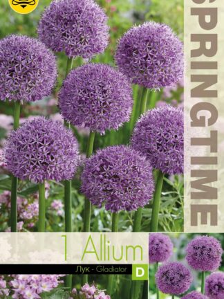 Allium Gladiator