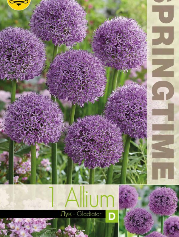 Allium Gladiator - RB
