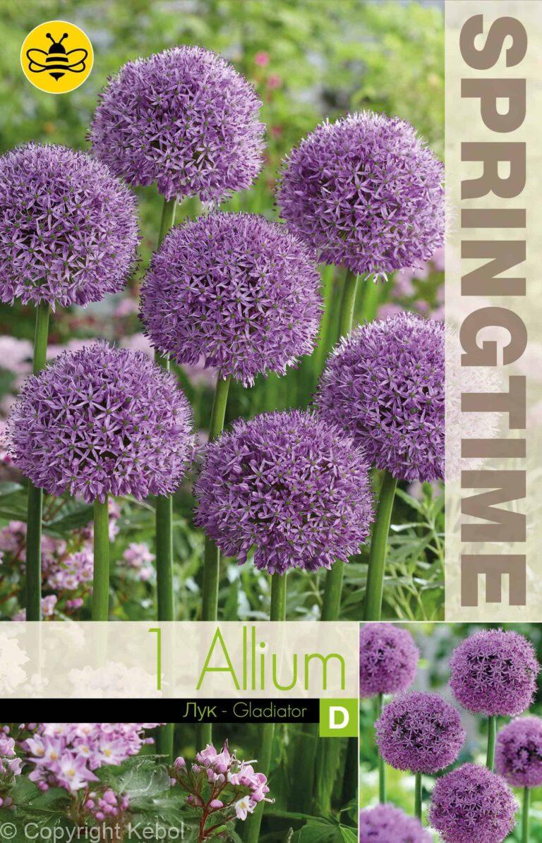 Allium Gladiator - RB