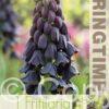 Fritillaria persica