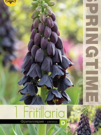 Fritillaria persica