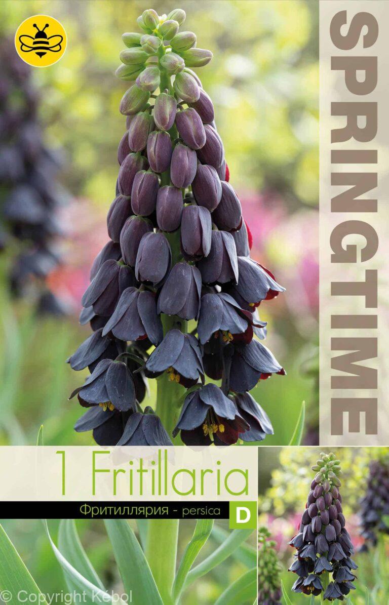 Fritillaria persica - RB
