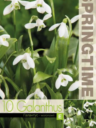 Galanthus woronowii / RB