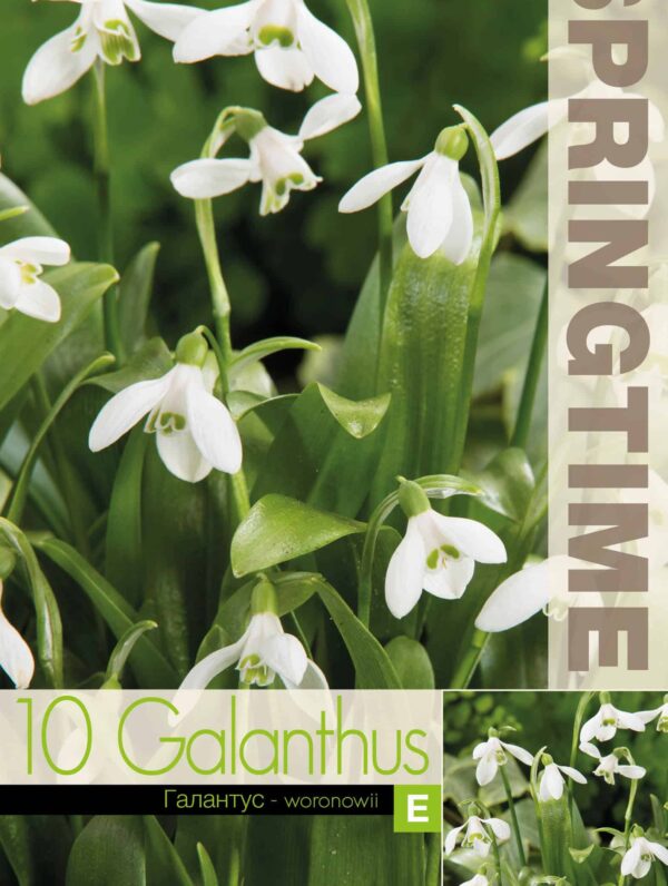 Galanthus woronowii