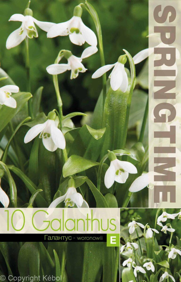 Galanthus woronowii