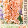 Hyacinthus Gipsy Queen - RB