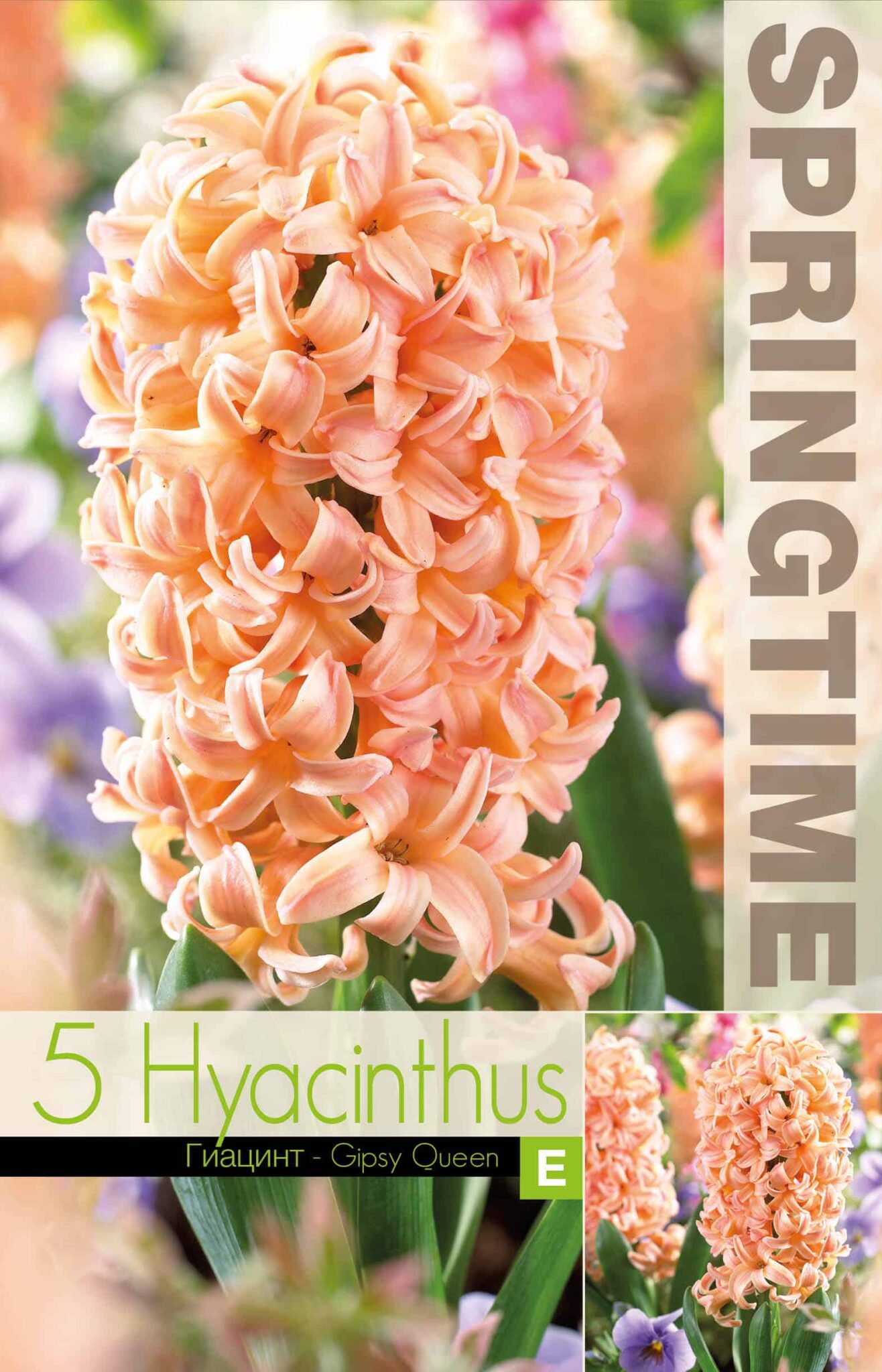 Hyacinthus Gipsy Queen - RB