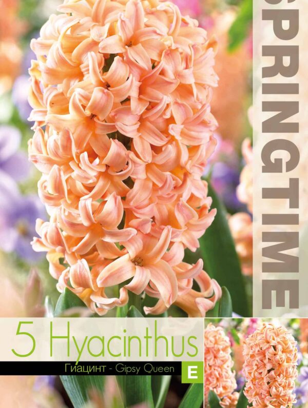 Hyacinthus Gipsy Queen