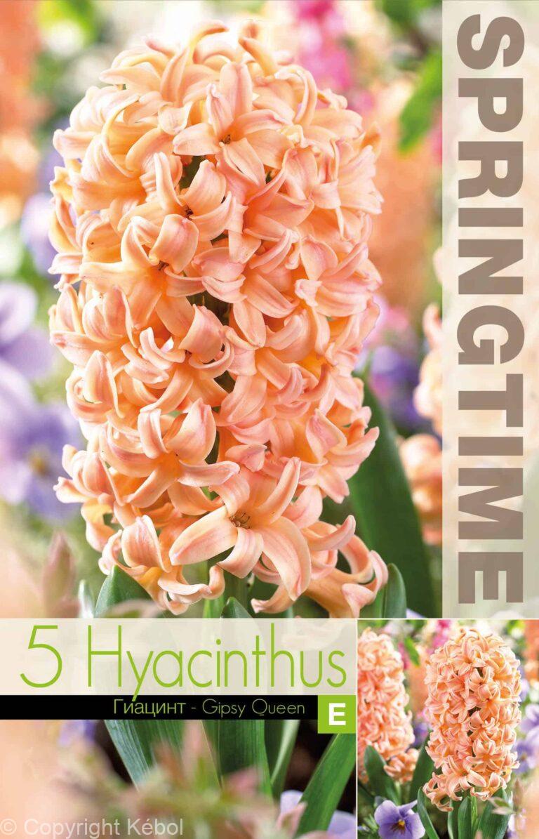 Hyacinthus Gipsy Queen - RB