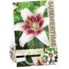 Lilium Tribal Kiss