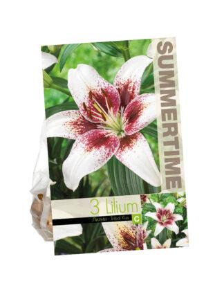 Lilium Tribal Kiss