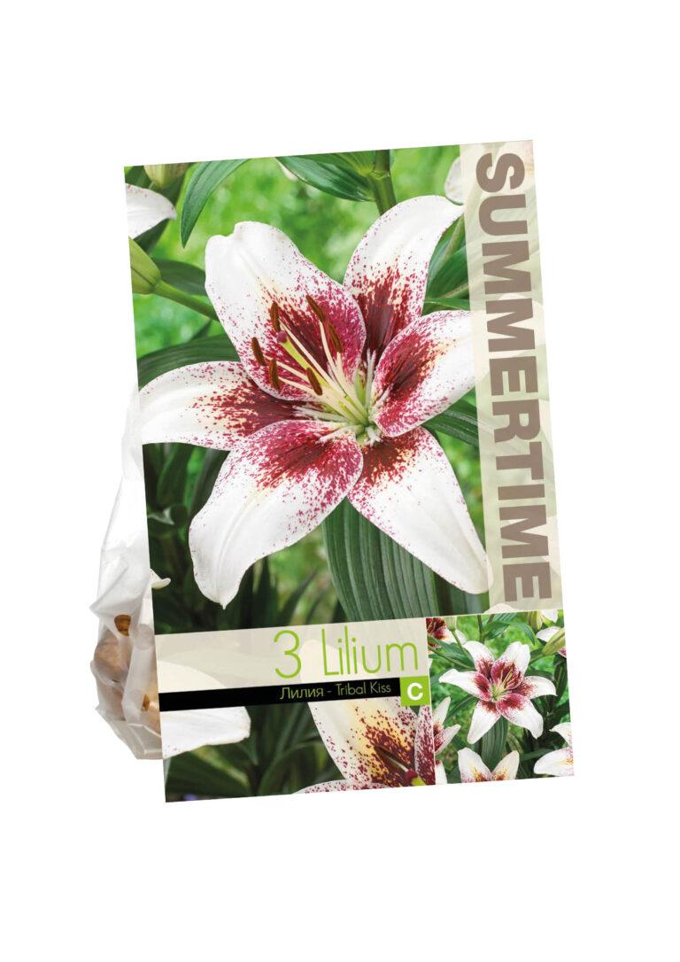 Lilium Tribal Kiss